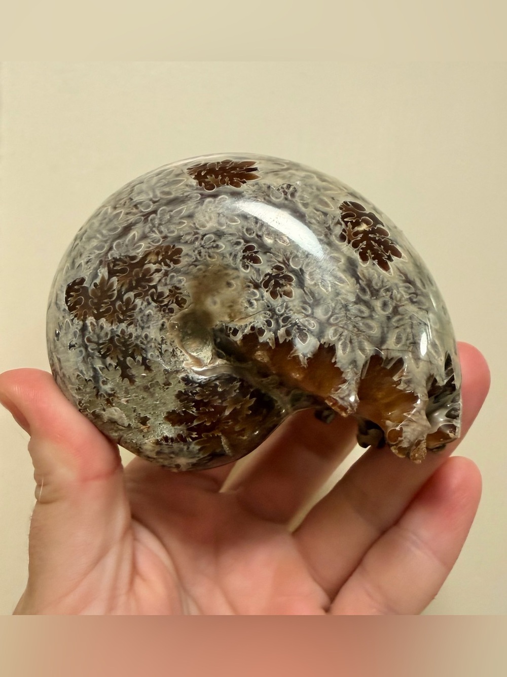 Ammonite Fossil 3.25”